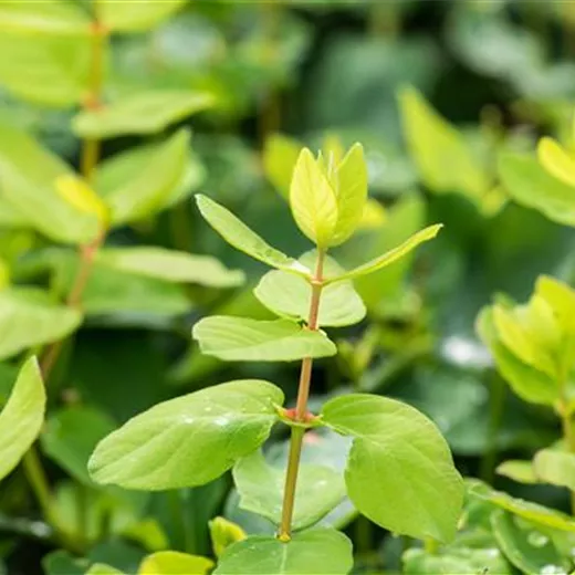 Lonicera kamtschatica 'Myberry -R- Bee' Lonicera kamtschatica 'Myberry -R- Bee'