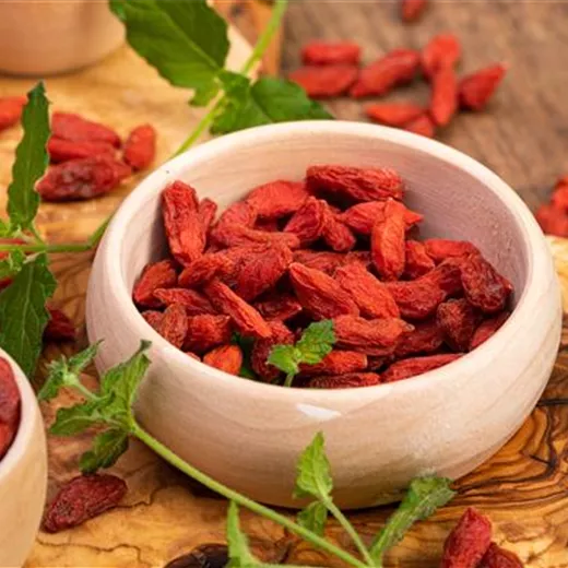 Lycium barbarum 'No.1 Lifeberry' -R- Lycium barbarum 'No.1 Lifeberry' -R-