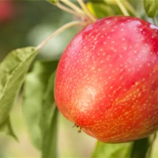 Malus "Merkur" Apfel-Neuheit Malus "Merkur" Apfel-Neuheit