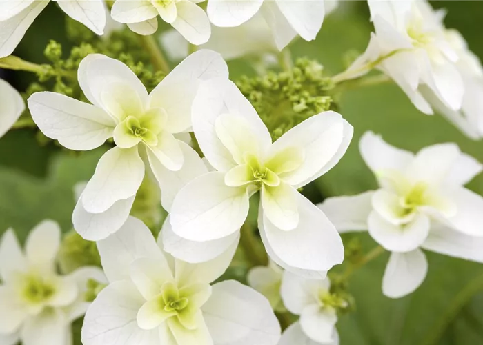 Hydrangea quercifolia 'Alice' Hydrangea quercifolia 'Alice'