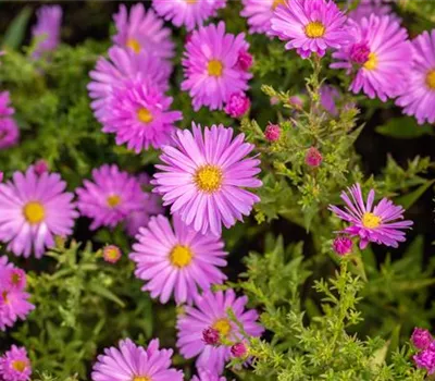 Aster dumosus 'Rosenwichtel'