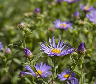 Aster laevis 'Calliope'