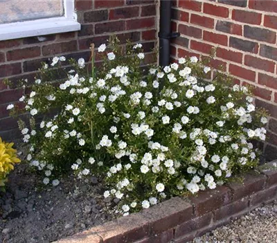 Helianthemum x cult.'Eisbär'