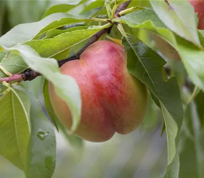 Prunus nuc.'Nectared 4' CAC