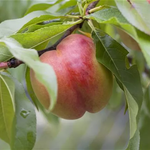 Prunus nuc.'Nectared 4' CAC
