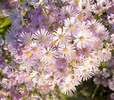 Aster pringlei 'Pink Star'