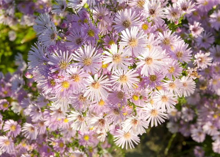 Aster pringlei 'Pink Star'