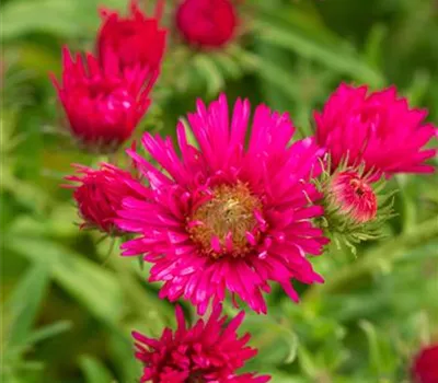 Aster novae-angliae 'Alma Pötschke'
