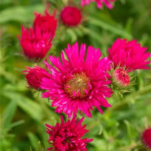 Aster novae-angliae 'Alma Pötschke'