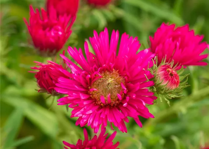 Aster novae-angliae 'Alma Pötschke'