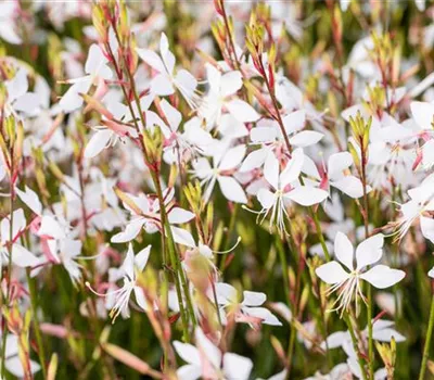 Gaura lindheimerii 'Whirling Butterflies'