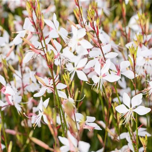 Gaura lindheimerii 'Whirling Butterflies'