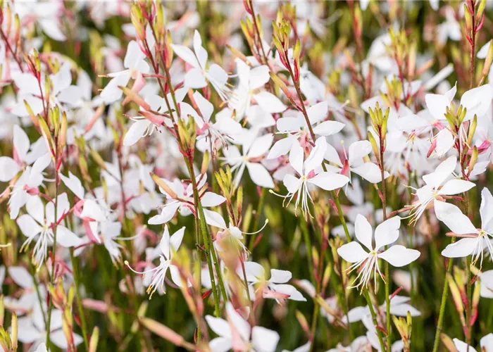 Gaura lindheimerii 'Whirling Butterflies'