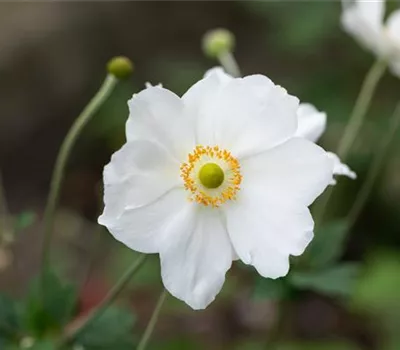 Anemone japonica 'Honorine Jobert' Anemone japonica 'Honorine Jobert'