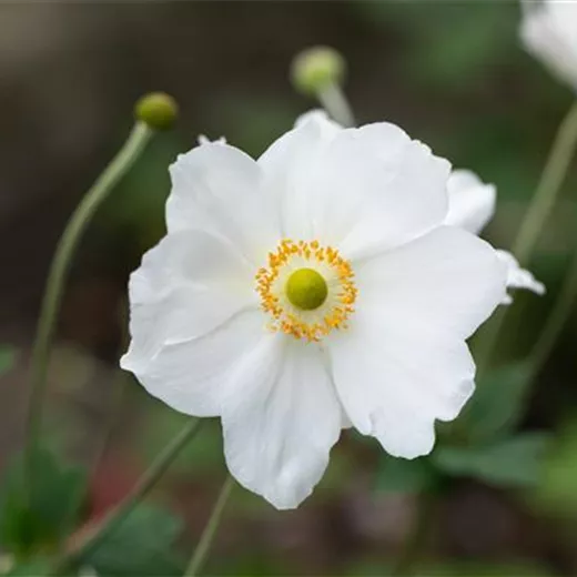 Anemone japonica 'Honorine Jobert'