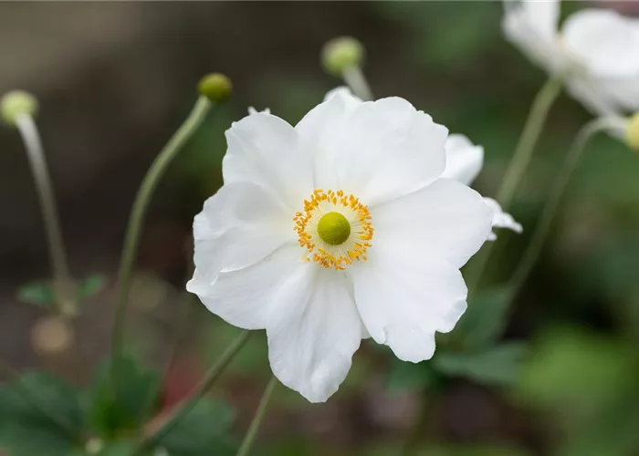 Anemone japonica 'Honorine Jobert'