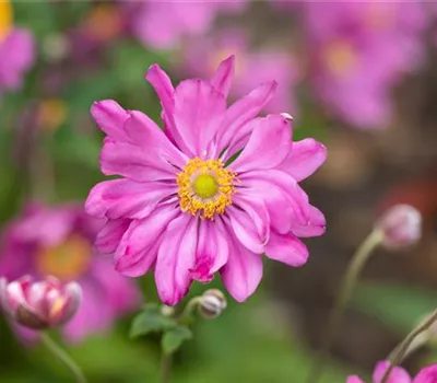 Anemone japonica 'Prinz Heinrich' Anemone japonica 'Prinz Heinrich'