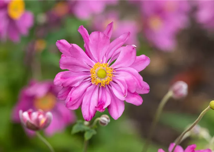 Anemone japonica 'Prinz Heinrich'