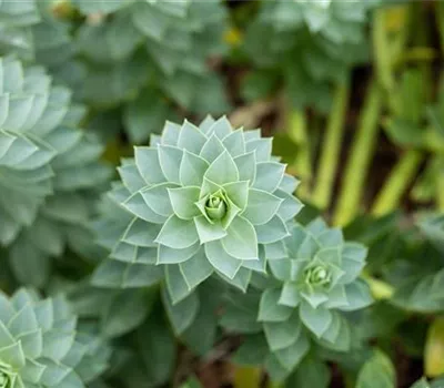 Euphorbia myrsinites