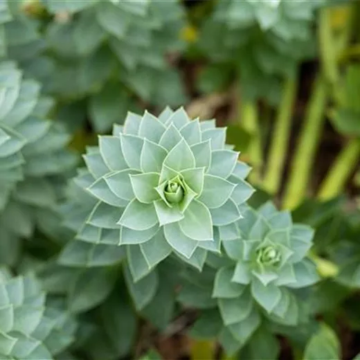 Euphorbia myrsinites