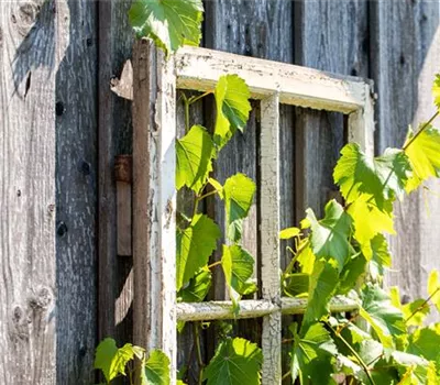 Vitis 'Arkadia' goldgelb, kernlos