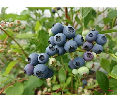 Vaccinium corymb.'Goldtraube' CAC Vaccinium corymb.'Goldtraube' CAC