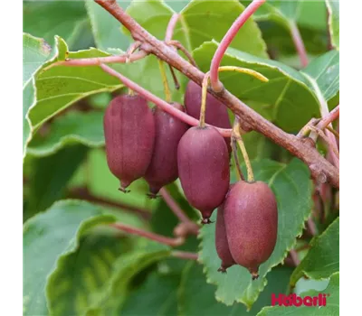 Actinidia "Red Jumbo" rotfleischig, weiblich