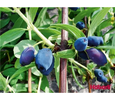 Lonicera kamtschatica "Maitop"
