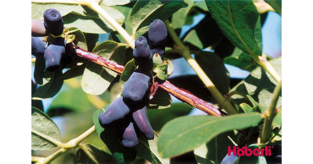 Lonicera kamtschatica "Amur"