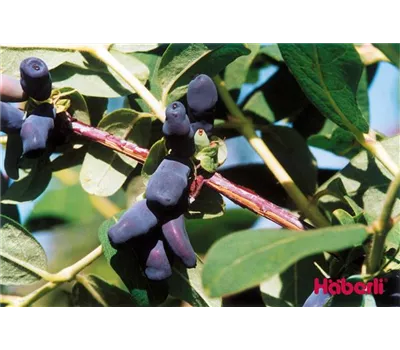 Lonicera kamtschatica "Amur"