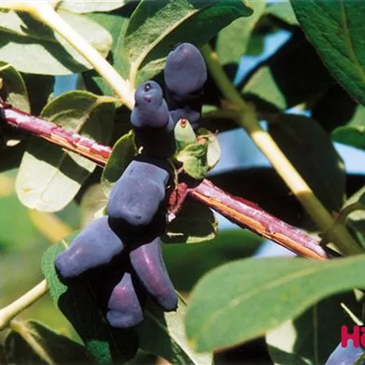 Lonicera kamtschatica "Amur"