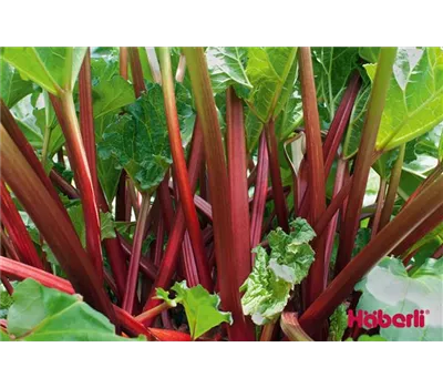 Rheum rhabarbarum 'Livingstone'