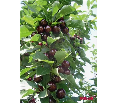 Prunus Säule Sauerkirsche "Jachim" Prunus Säule Sauerkirsche "Jachim"