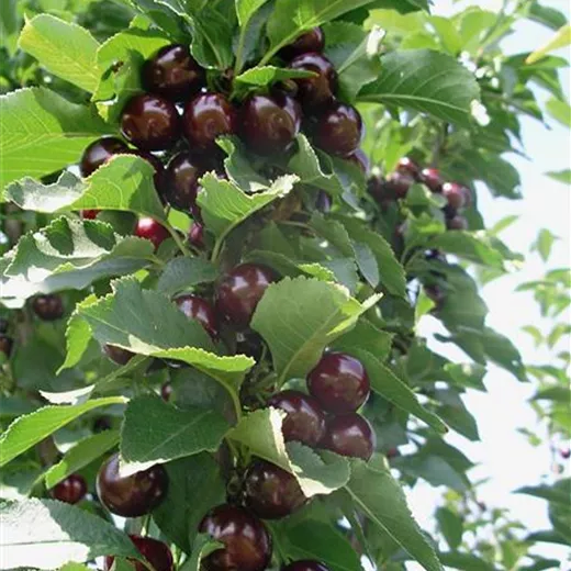 Prunus Säule Sauerkirsche "Jachim"