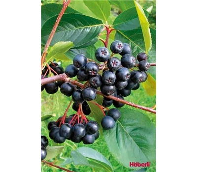 Aronia prunifolia 'Viking' Aronia prunifolia 'Viking'