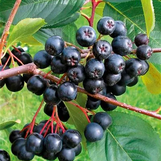 Aronia prunifolia 'Viking'