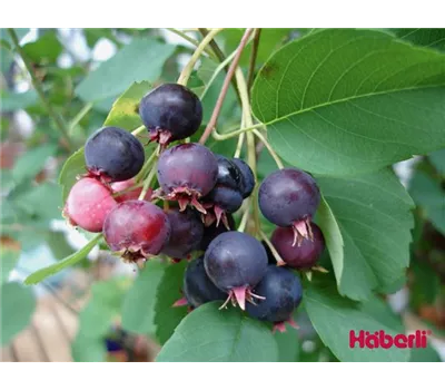 Amelanchier 'Prince William' Amelanchier 'Prince William'