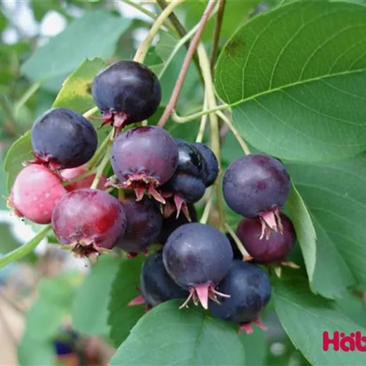 Amelanchier 'Prince William' Amelanchier 'Prince William'