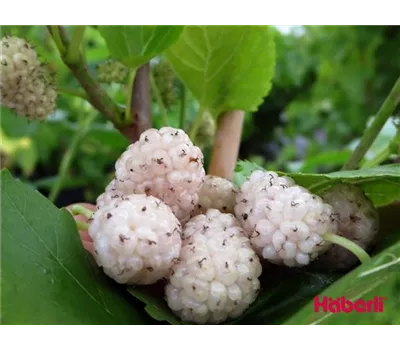 Morus alba "Dolce Vita"