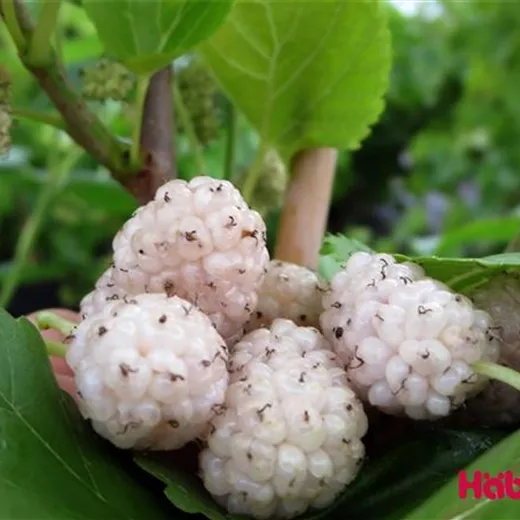 Morus alba "Dolce Vita" Morus alba "Dolce Vita"