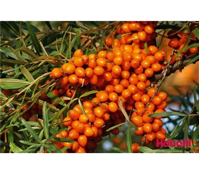 Hippophae rhamnoides 'Leikora' Hippophae rhamnoides 'Leikora'