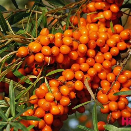 Hippophae rhamnoides 'Leikora' Hippophae rhamnoides 'Leikora'