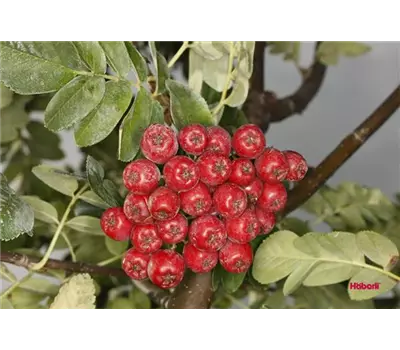 Sorbus Hybride "Burka"