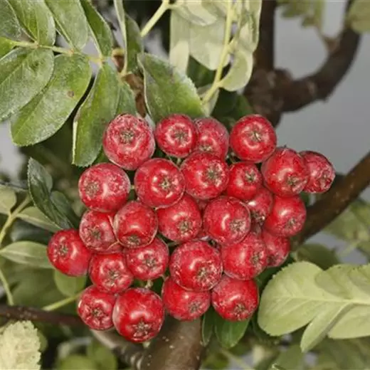 Sorbus Hybride "Burka"