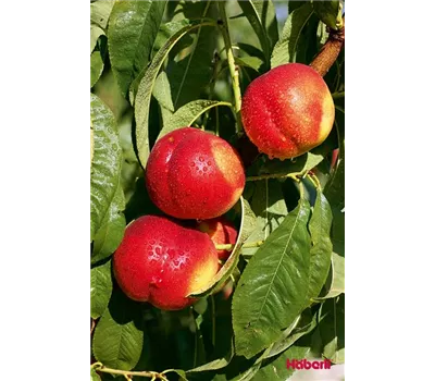 Prunus nuc.'Fantasia' CAC