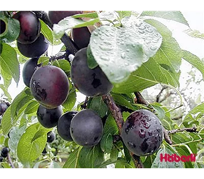 Prunus arm.'Aprisali' -R- CAC