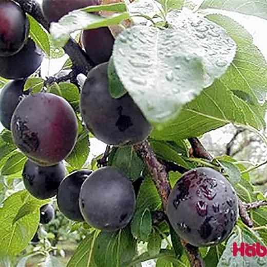 Prunus arm.'Aprisali' -R- CAC