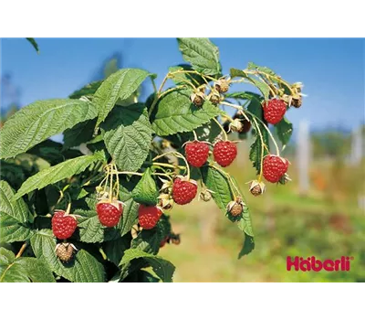 Rubus id.'Autumn Bliss' -S- CAC Rubus id.'Autumn Bliss' -S- CAC