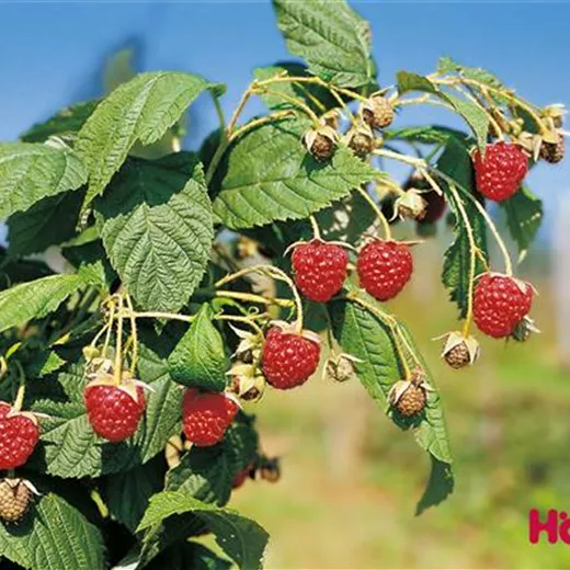 Rubus id.'Autumn Bliss' -S- CAC