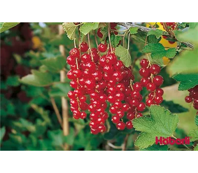Ribes rubrum 'Rolan' CAC